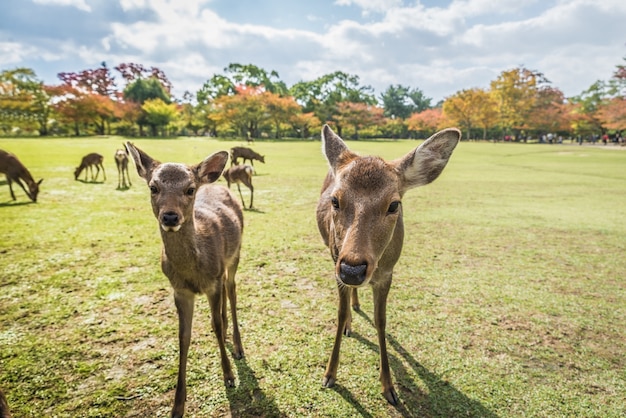 神聖なニホンジカ奈良公園の森、日本