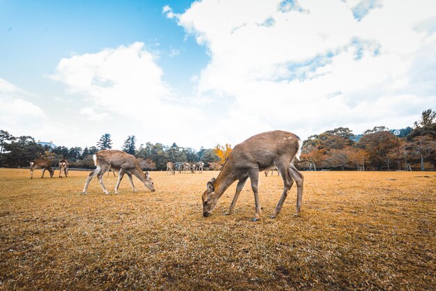 Sacred Sika deers Nara Park forest, Japan