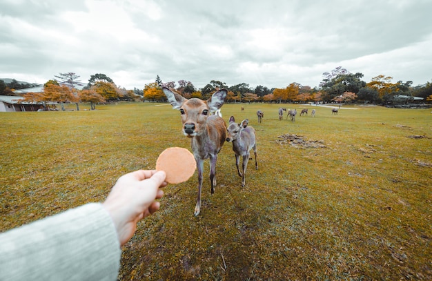 Sacred Sika deers Nara Park forest, Japan