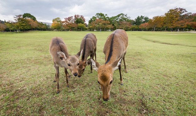 神聖なニホンジカ奈良公園の森、日本