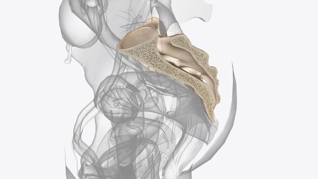 the sacrum is the triangular bone just below the lumbar vertebrae