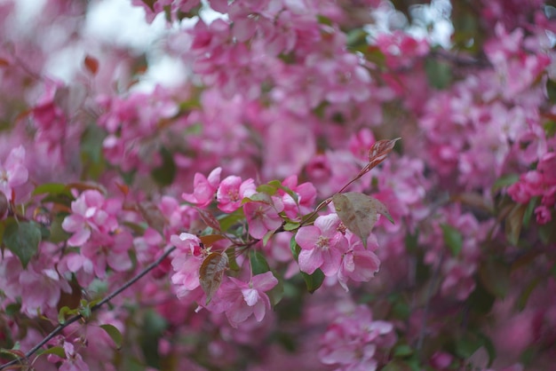 Sacura, bloeiende tuinachtergrond, roze appelboom, selectieve aandacht