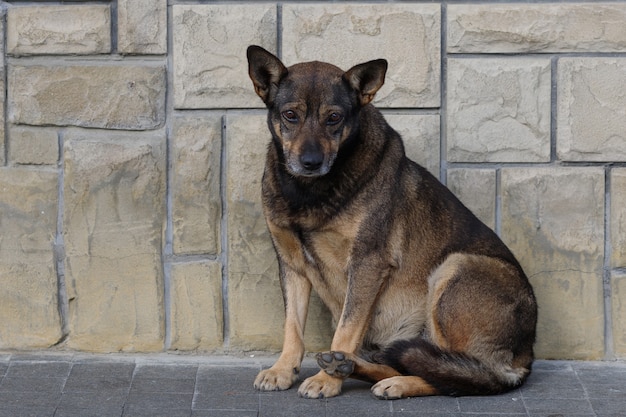 Sad and abandoned homeless doggie