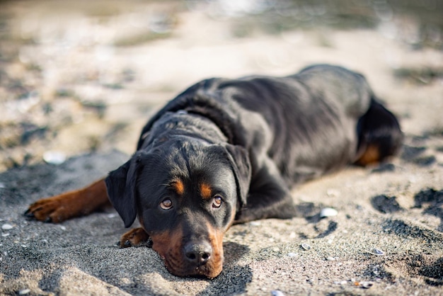 A sad beautiful attentive dog of the Rottweiler breed lies on a sandy beach and listens to the sounds around him waiting for his owner