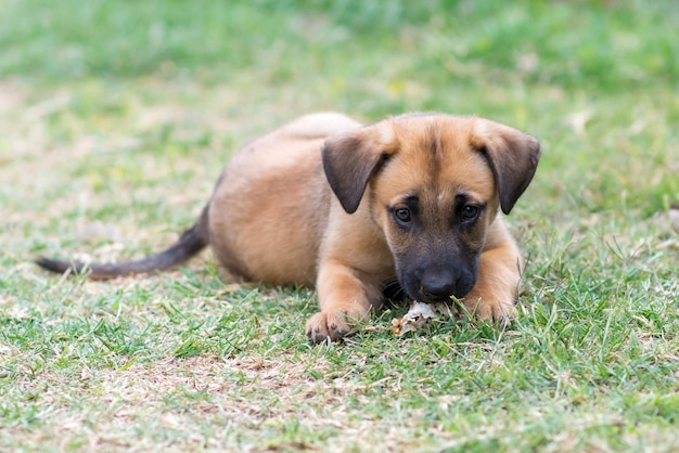 Грустный коричневый щенок сидит в травяном парке