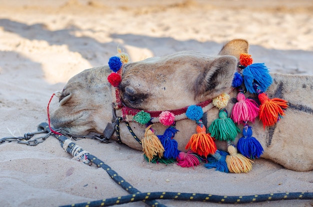 Sad camel with metal chain lying down on the sand.