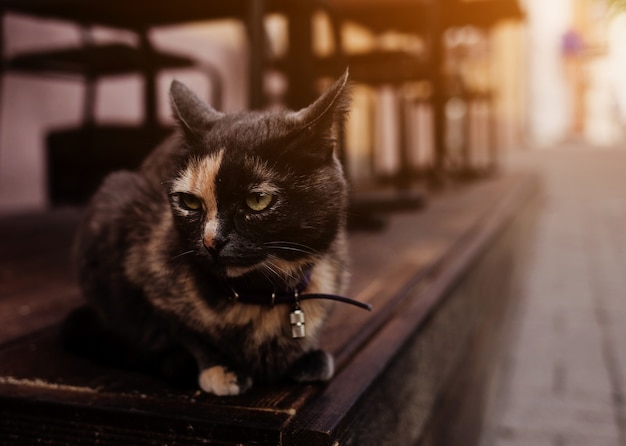 Sad cat is laying on the ground on city streets