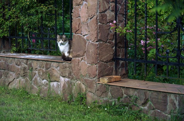 Sad cat sitting on brick wall looking at camera