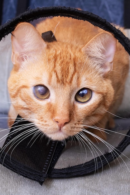 Sad cat in a veterinary collar closeup portrait