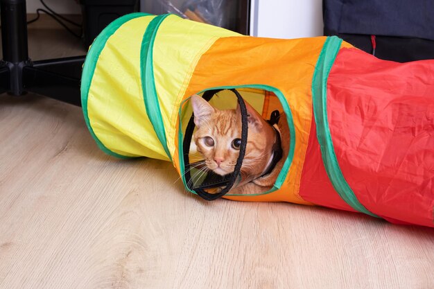 Sad cat in a veterinary collar in a tunnel