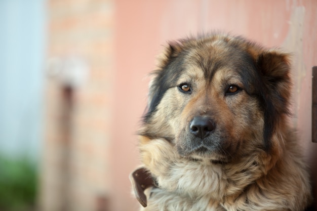 Sad caucasian shepherd dog lying on the ground near the house