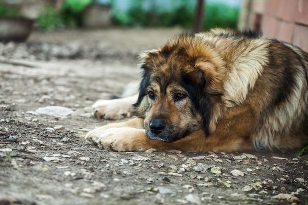 Cane da pastore caucasico triste che si trova sulla terra vicino alla casa