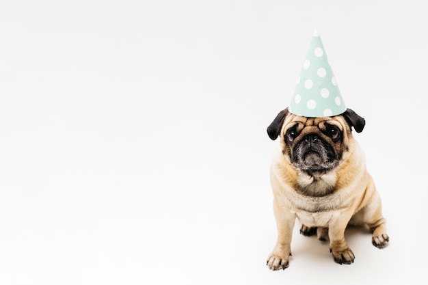 Sad cute compact pug in party hat