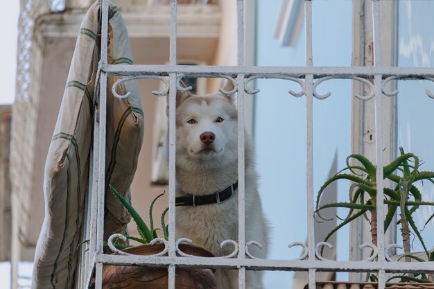 Foto cane triste al balcone che guarda fuori da solo