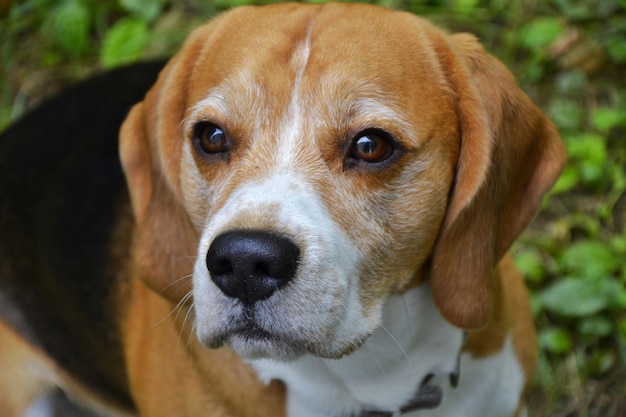 Sad dog beagle