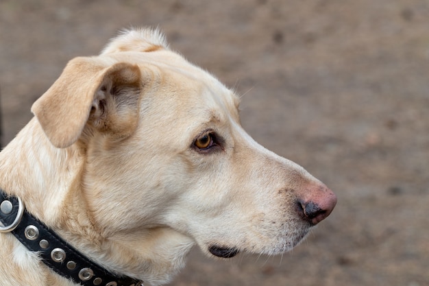 悲しい犬が飼い主を待っています