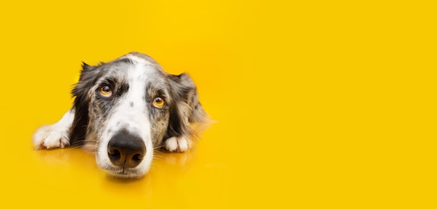 Sad dog lies and looks up on isolated on a yellow background