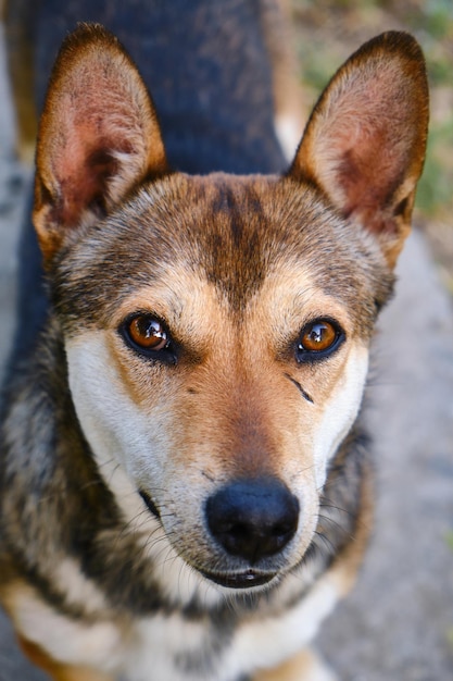 Sad dog looking helpless to the camera