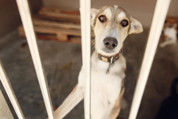 避難所の檻の中で不幸な目で見ている悲しい犬悲しい感情的な瞬間は、テキスト用のコンセプトスペースを採用