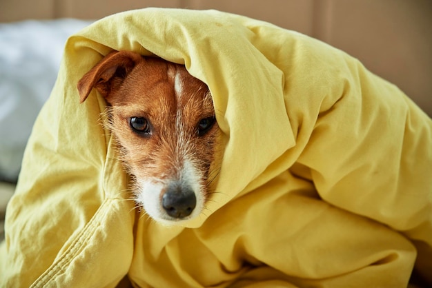 寝室の毛布の下に横たわっている悲しい犬