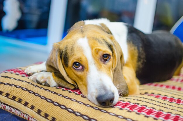 Sad dog lying on the couch and waiting for its owner