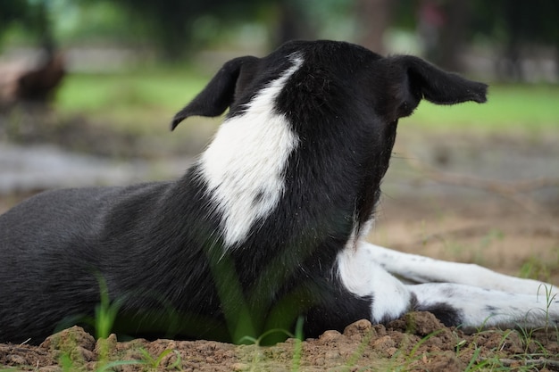 公園で悲しい犬