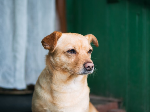 悲しい犬の肖像画