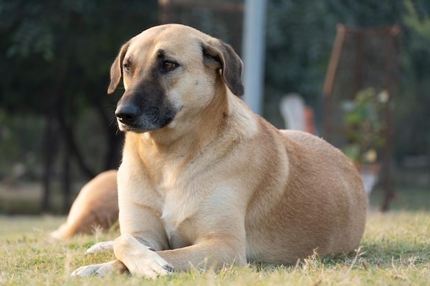 A sad dog not want to talk with anyone