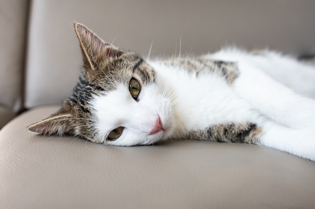 Sad domestic cat laying on leather couch