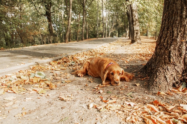 悲しいイングリッシュ ・ コッカー ・ スパニエル犬の肖像画。秋のシーズン。秋