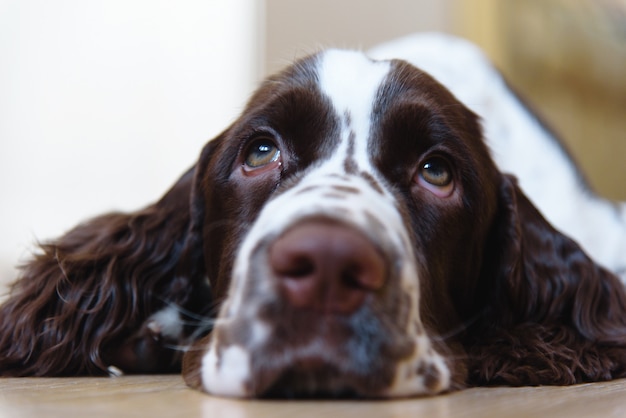 Sad english springer spaniel puppy dog