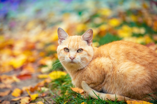 秋の庭の落ち葉の上に座っている悲しい生姜猫