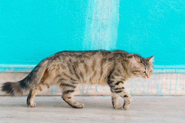 悲しい灰色のぶち猫が青い壁に沿って歩く