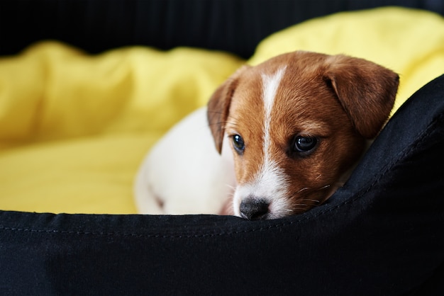 Sad jack russel terrier dog lies in bed