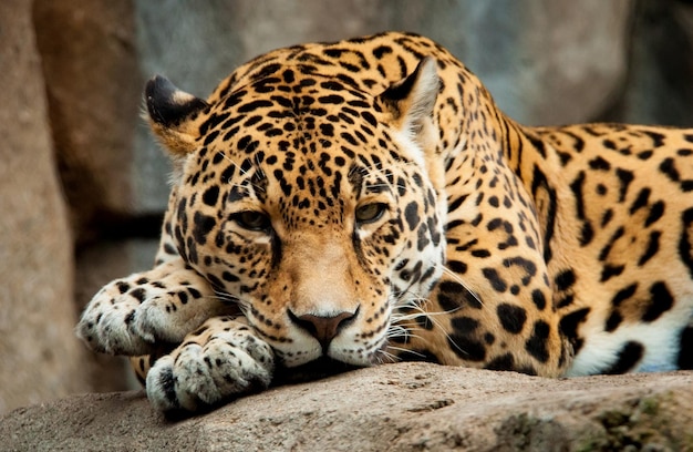 A sad jaguar lies on a stone