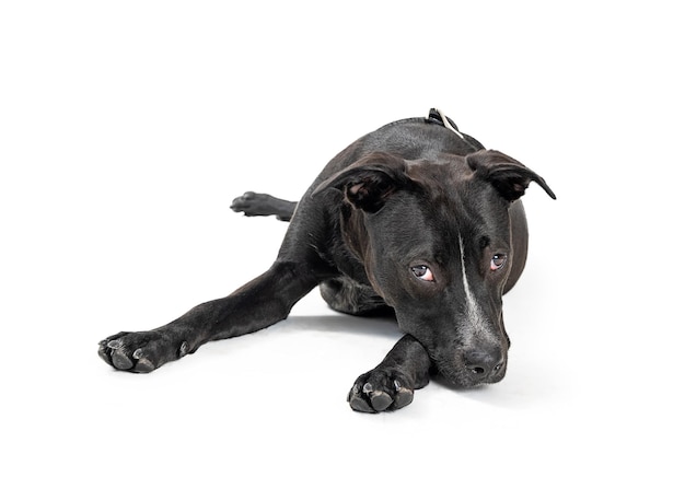 Sad Large Black Dog Lying Down