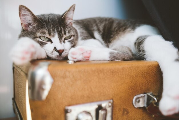 A sad and lazy gray cat lies on an old suitcase