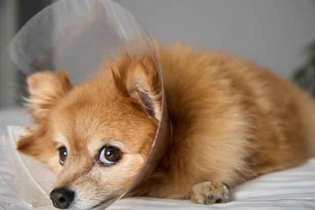 수의사 클리닉 에 있는 슬픈 작은 개 는 질병 으로 인해 치료 를 받고 있다