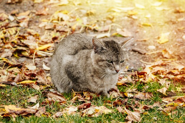 Sad lonely homeless cat sits in autumn foliage