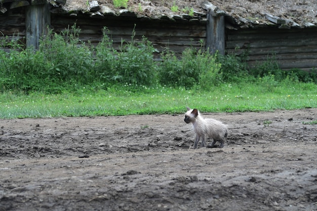 Грустный одинокий котенок