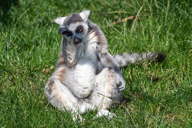 Грустный одинокий кольцехвостый лемур Lemur catta