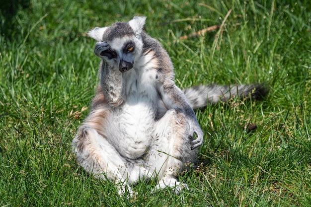 悲しい孤独なワオキツネザルLemurcatta