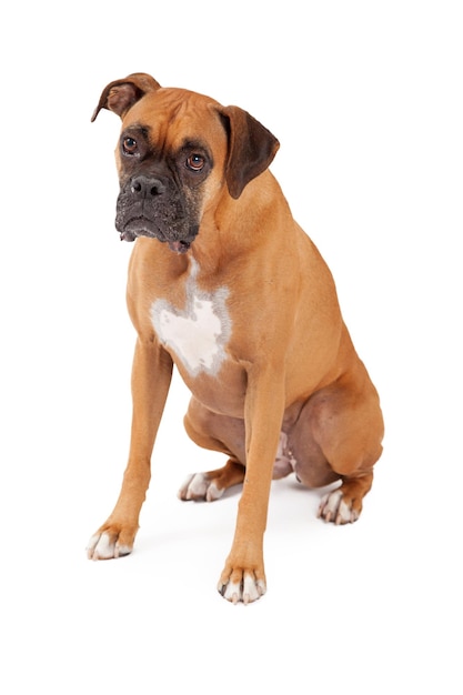 Sad Looking Boxer Dog Sitting