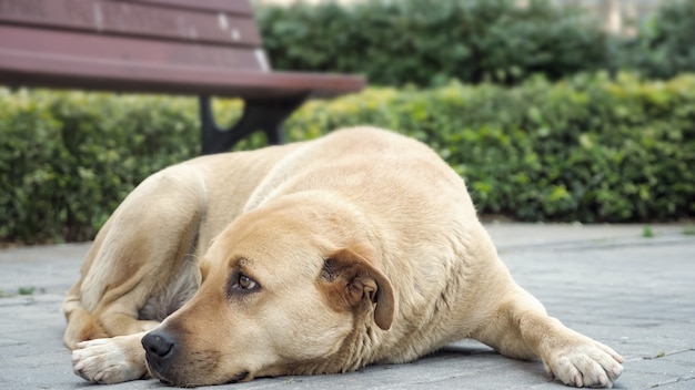 Sad looking dog lying in the sidewalk and looking around