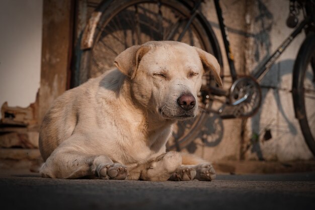 耳を組んで目を閉じた悲しそうな野犬