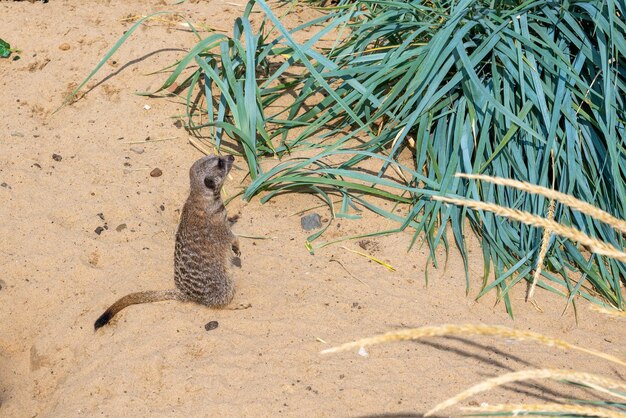A sad meerkat looks thoughtfully into the distance