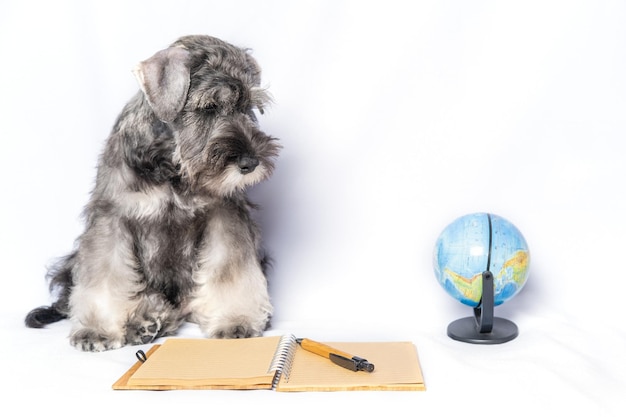 Sad Miniature Schnauzer white and gray color sitting next to a notepad and pen globe on a light background