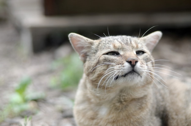 Sad muzzle portrait of a grey striped tabby cat with green eyes, selective focus