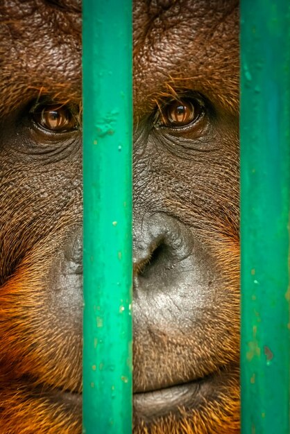 Sad orangutan behind bars