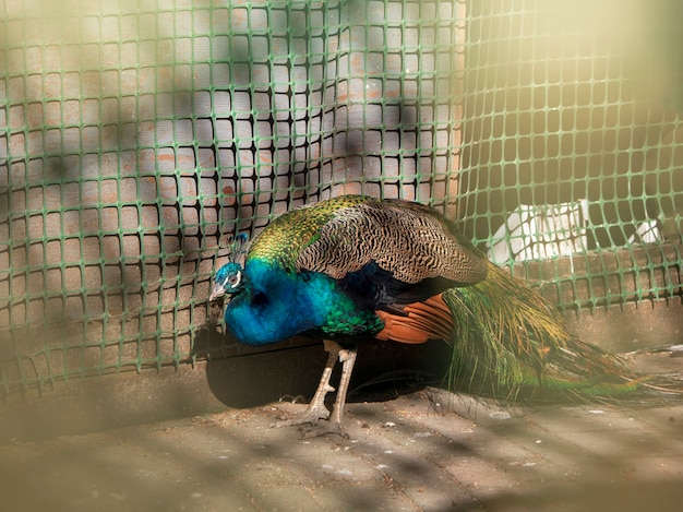 A sad peacock in a pen.